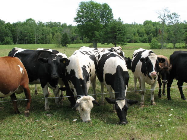Nullung in landwirtschaftlichen Anlagen - Teil 1