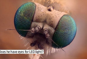 LED lights don't attract insects