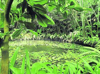 El Jardín Botánico de Bogotá producirá energía