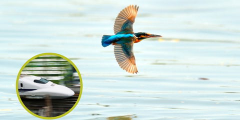 Biomímesis: la ciencia de imitar a la naturaleza llega a Colombia