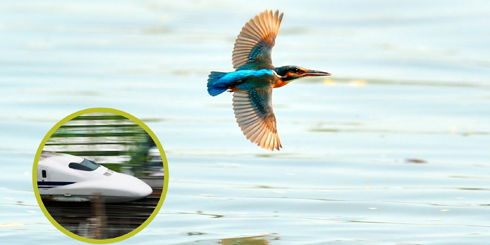 Biomímesis: la ciencia de imitar a la naturaleza llega a Colombia