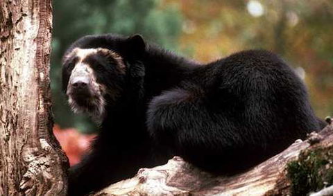 Electrificadoras tienen planes para mejorar la biodiversidad