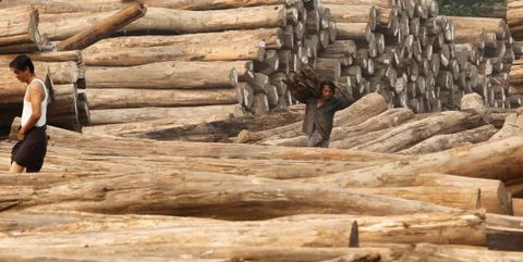 El Banco Mundial anima a usar la madera como energía para avanzar en desarrollo