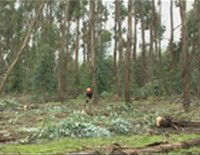 El bosque protector.