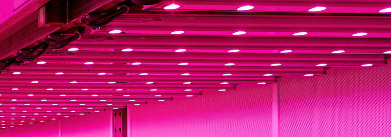 Cultivar frambuesas en vertical: mayor rendimiento con iluminación LED para cultivo interior