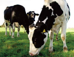 Stray Voltage in Milking Parlours