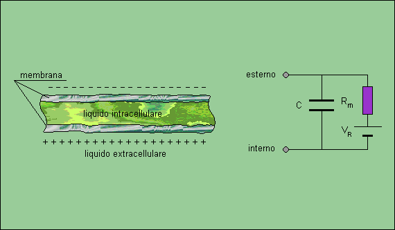 Potenziale di riposo