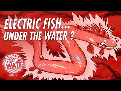 Peixes elétricos ... embaixo d'água? #AskMeWatt # 6