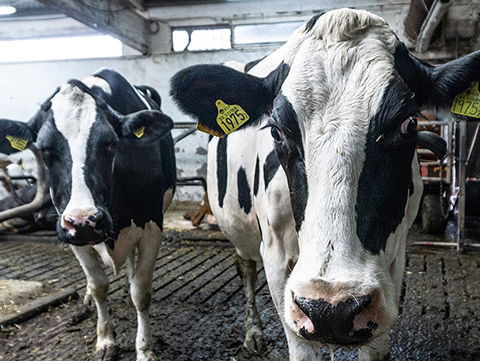 Med korna i rampljuset