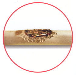 Snag and Solutions 31: Cable damage by vermin