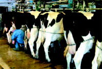 Supplementary bonding in locations intended for livestock