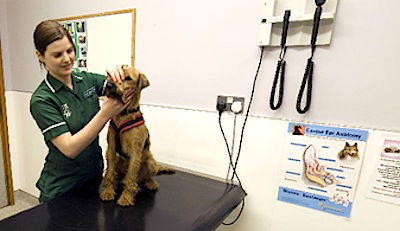 Q & A of the Day – Does this veterinary practise require RCD protection using RCBOs for all outgoing circuits?