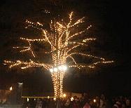 Q & A of the Day – Should a community decorative tree’s lights be fed via RCD at 230V?