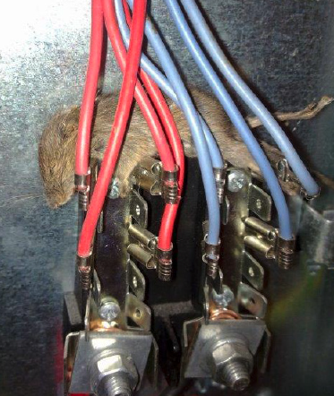 Presence of fauna, flora and/or mould growth, technical advice by ELECSA